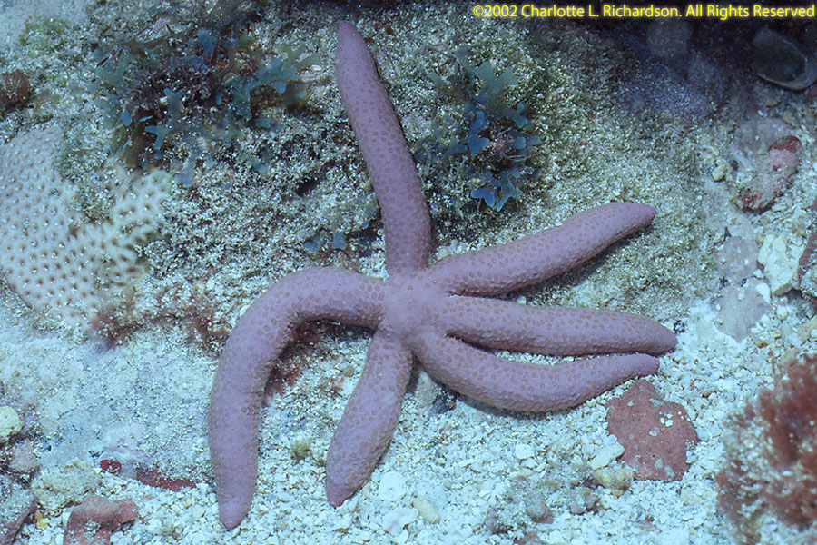 Sao Tome e Principe Photo Gallery